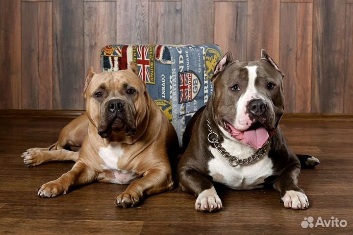 Американский булли хл