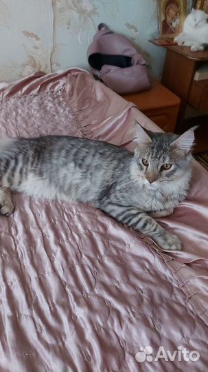 Гостиница для животных