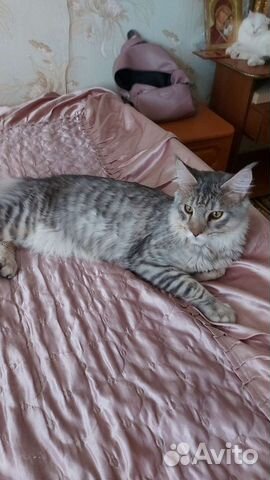 Гостиница для животных