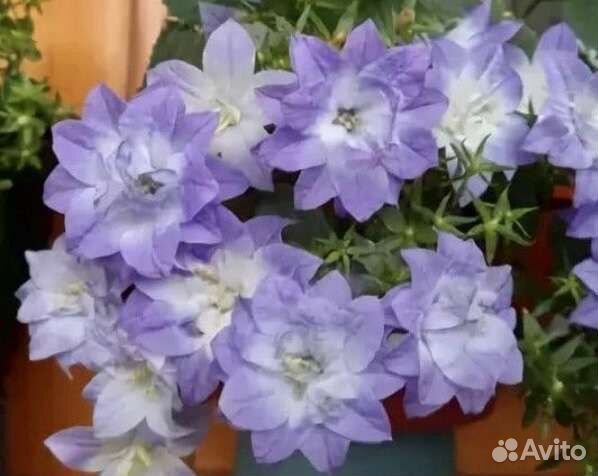 Кампанула Dublin Bicolor-любовник махровый