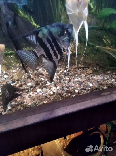 Скалярия Пиной