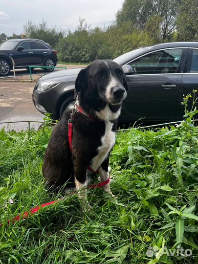 Собака Луна