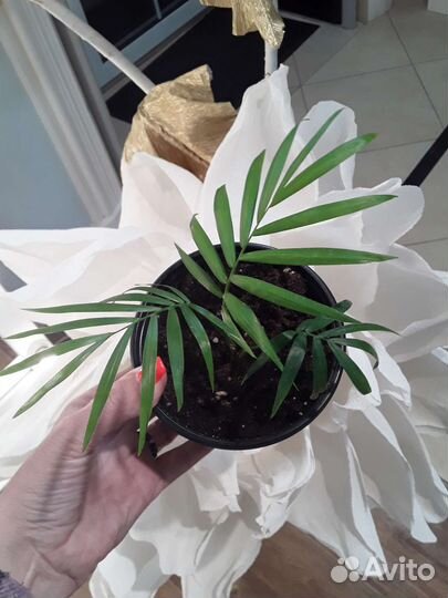 Пальма Хамедория, Сингониум, Антуриум Роз и др