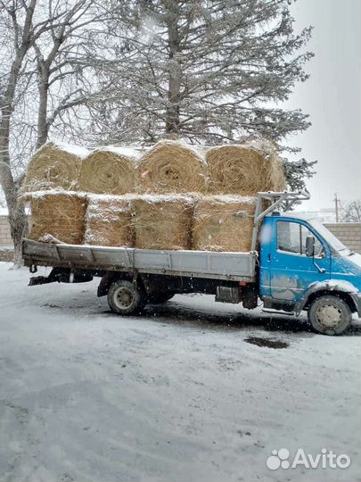 Сено в рулонах