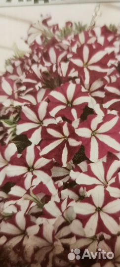 Рассада ампельной петунии из своих семян