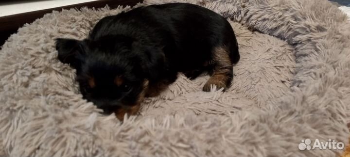 Щенки девочки. Той терьера