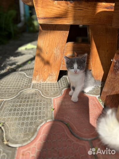 Котята в добрые руки. Полтора месяца, кушают сами