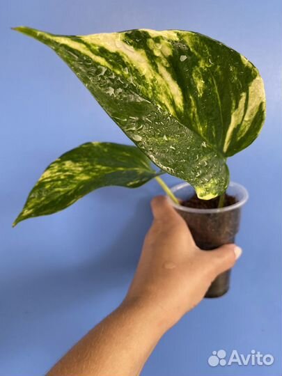 Сциндапсусы,филодендроны