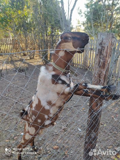 Англо нубийский козел на вязку