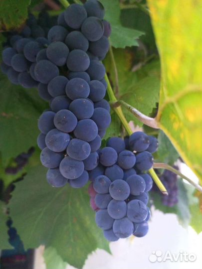 Виноград Изабелла