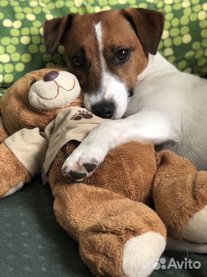 Домашняя передержка собак