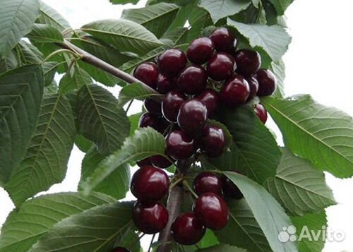 Саженцы плодовых деревьев и декоративных растений