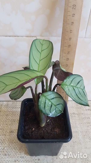 Растения калатея 2 шт