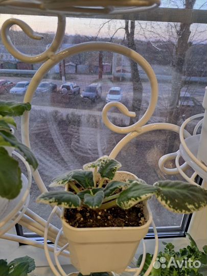 Домашние растения