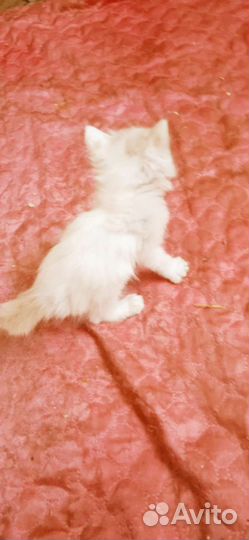 Курильский бобтейл