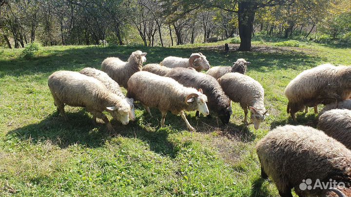 Овцематки на развод (не на мясо)