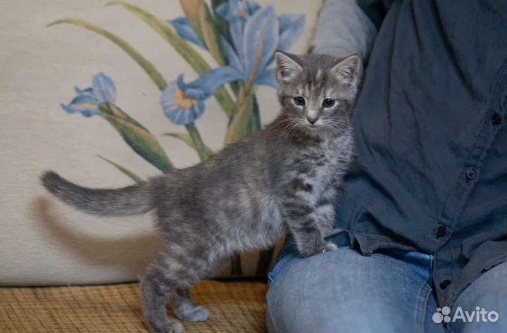 Котенок в добрые руки