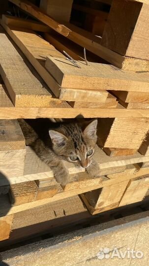 Котики бесплатно