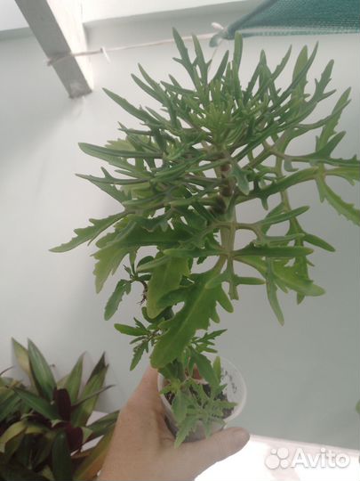 Отростки цветов