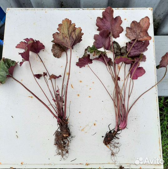 Многолетние садовые растения