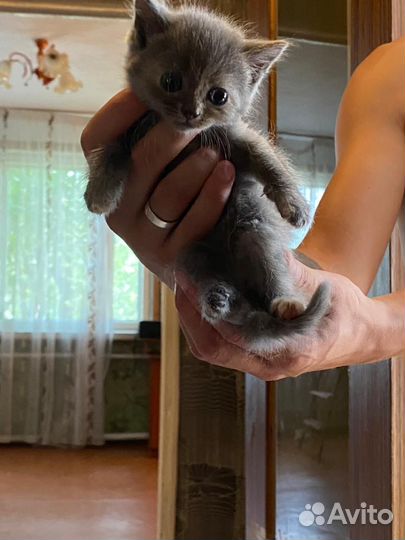 Кошки в добрые руки