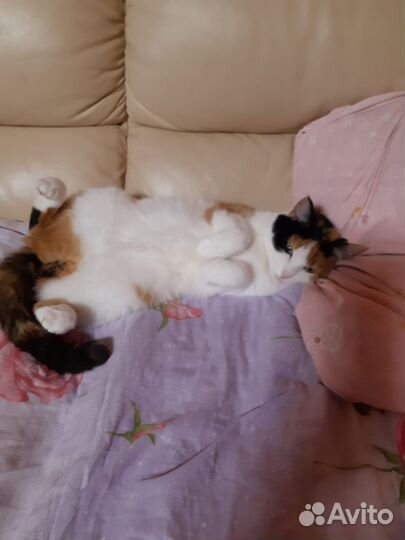 Трехцветная кошечка
