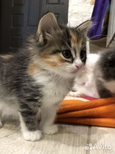 Котенок девочка