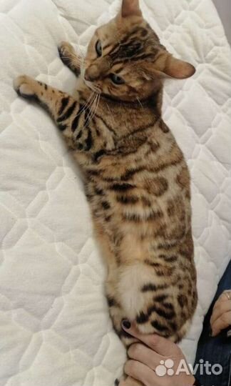 Бенгальская кошка