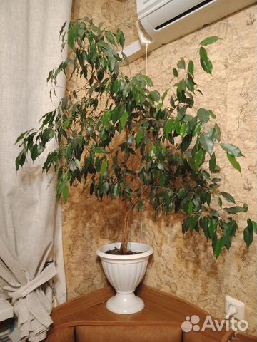 Фикус бенджамина