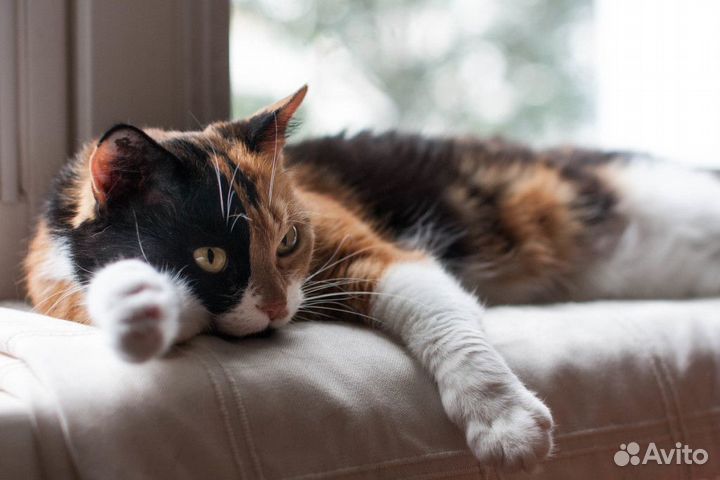 Кассандра-общительная трехцветная кошка-компаньон