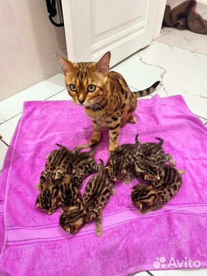 Бенгальские котята
