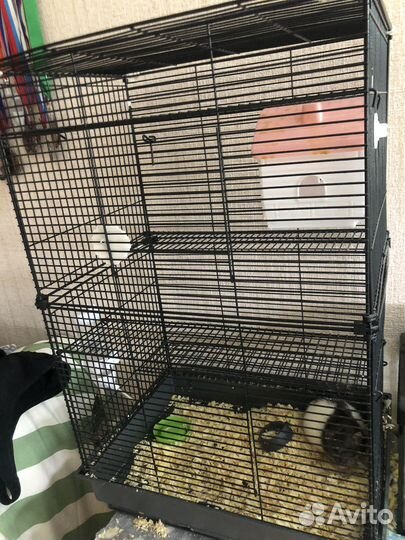 Крыса с клеткой