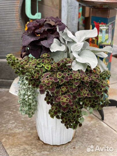 Горшечные композиции для балкона и сада