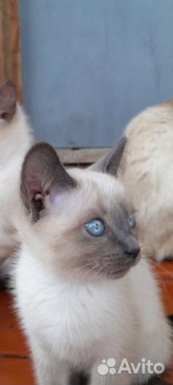 Отдам котят в надёжные руки