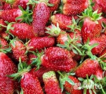 Рассада клубники