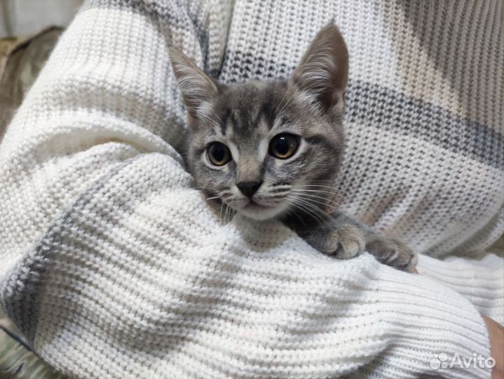 Отдам котят в добрые руки