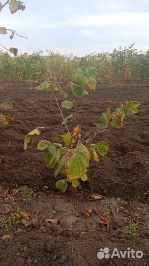 Саженцы орех трапезунд