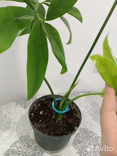 Филодендрон Гоелди или Фан Бан