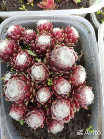 Молодило каменная роза