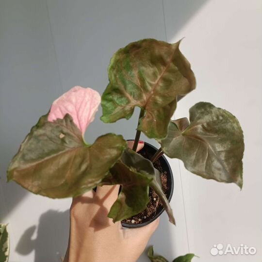 Сингониумы