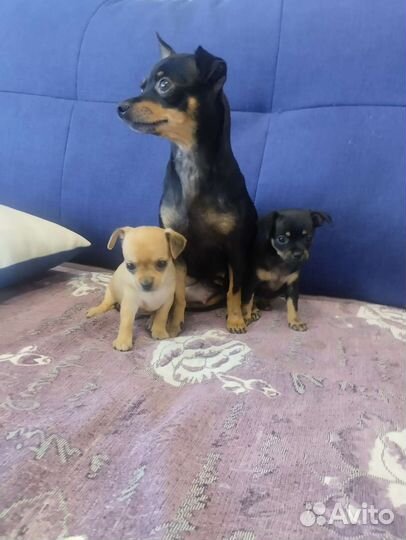 Щенки мини той терьера