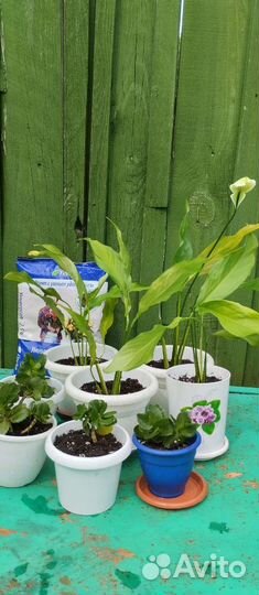 Цветы спатифилум и каланхоэ