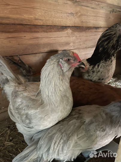 Петухи амераукана