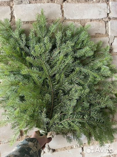 Веники пихтовые от производителя