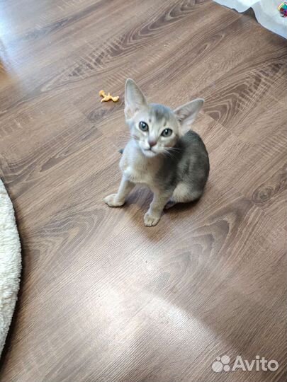 Абиссинские котята голубые