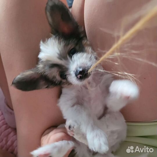 Китайская хохлатая семикот