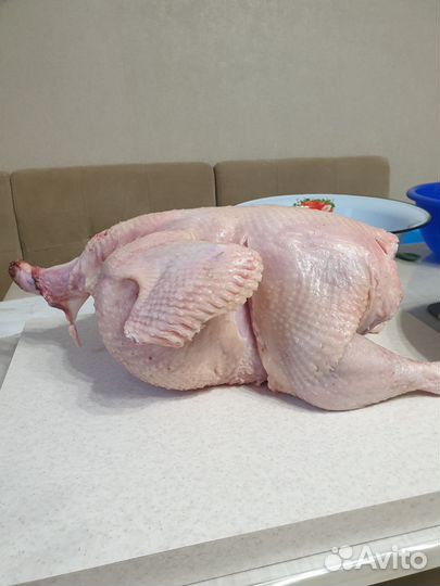 Индюшки на мясо