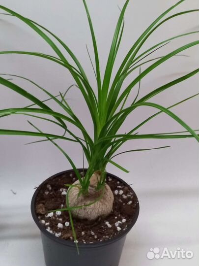 Бокарнея нолина