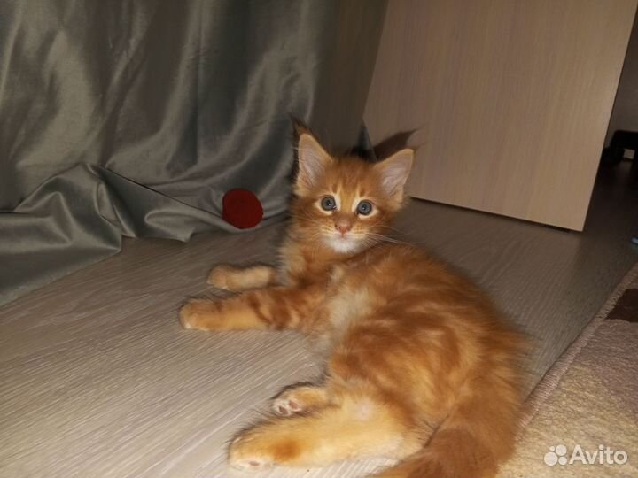Мейн-кун котята