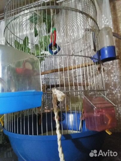 Клетка для средних и мелких птиц